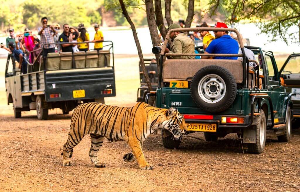 safari
